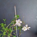 오리자 Daum카페