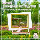 해찬솔공원 | 인천 장미 명소 추천 | 늘솔길공원 장미원 애견동반 산책 후기