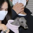 케이티안 이미지