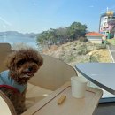 멍멍드림 | 나주애견동반카페 반려견과 함께하는 멍멍드림애견카페