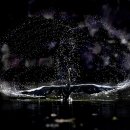 반도스파인 이미지