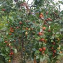 쇠똥구리 농장 이미지