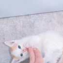 그루터기동물병원 네이버블로그