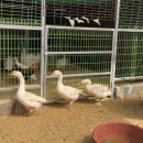 등너머농장 | 대구 아이랑 가볼만한 3000원 체험농장 산너머그집꿀카페