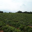 농장이야기 이미지