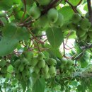 머루다래 이미지