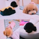 엘레강스펫샵 | 안양애견미용 추천 엘레강스펫샵 후기