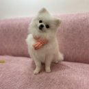 펫밀리쌀롱 이미지