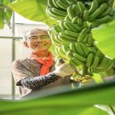 보성농장 이미지