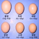 계란에 대해 얼마나 알고 계시나요? 이미지
