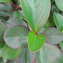 페페로미아 이미지