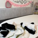 펫츠까까 이미지