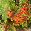 무궁화금호 이미지