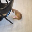북아현마을 북카페 | 구조된 고양이들과 신나게 놀 수 있는 북카페[서로같이동물동행본부(서길동센터)]
