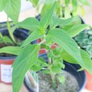 나눔한방허브 이미지