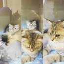 미사마이펫동물병원 이미지