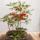 12월 29일의 꽃은 '호자나무 (Indian damnacanthus)' 이미지