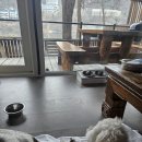 딱따구리펜션 | 남이섬 내 정관루 후리지아 애견 동반 독채펜션 숙소 예약 픽업 방법