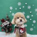 댕복한하루 이미지