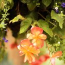 베고니아 이미지