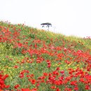 파주 심학산 꽃축제 미리보기 이미지