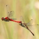 고추잠자리 이미지