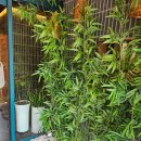 롱타우객잔 이미지