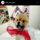 올라펫살롱 이미지