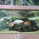 🦜🐠 하늘고래 카페 방문 후기 🐢🌿