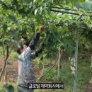 김춘식농장 이미지