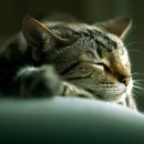 시종동물병원 이미지