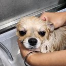 몽구리DOG 이미지