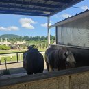 말타기 | 제주 목장드르쿰다 말타기 체험 후기 🐴