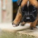 이쁜강아지 이미지