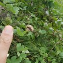 박종상농장 이미지