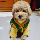 도그아트켄넬 이미지