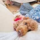 희동이네 이미지