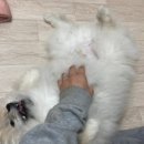 살롱드 펫 이미지