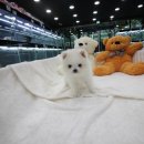 도그웨이 청주점 이미지