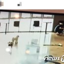 애견매니저 이미지