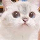 인트레블