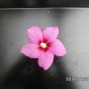 무지개화이트 이미지