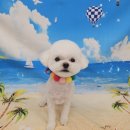 애기 강아지 반려견전문샵 | 센텀애견미용 잘하는 곳｜쁘띠몽펫샵 가위컷전문샵