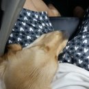 태양이네민박