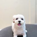 Grooming574 이미지