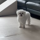 비숑이즈 이미지