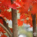 [토요번개도보] 소요산단풍축제 보러 안가실렵니까~~ 이미지