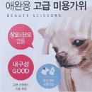 [고양이] 다이소 애완용 고급미용가위 3천원 구매 후기 💙