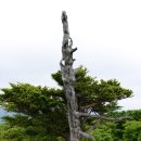 지리산큰나무 이미지