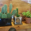 광영스파렉스 이미지